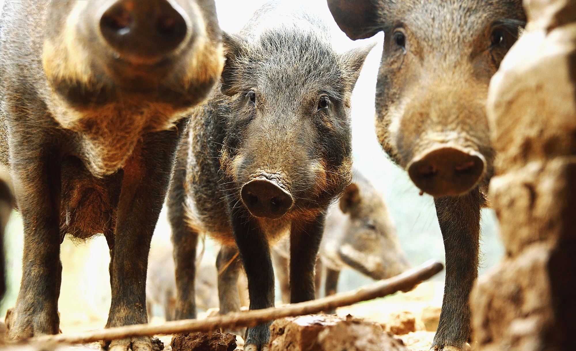 cơ hội kinh doanh từ việc nuôi lợn rừng